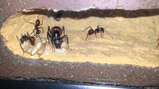 Camponotus gigas [upl. by Zetroc598]