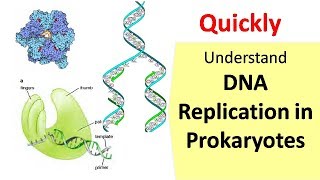 DNA Replication in Prokaryotes [upl. by Yerac600]