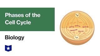 Phases of the Cell Cycle  Biology [upl. by Hsetih]