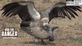 WhiteBacked Vultures Witness Their Intriguing Reproduction Rituals [upl. by Ribble]