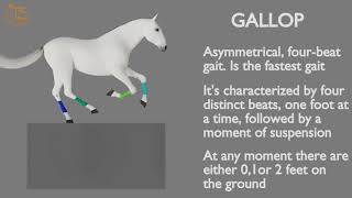 HORSE GAITS PART 04  GALLOP CYCLE ANALYSIS [upl. by Nocam]