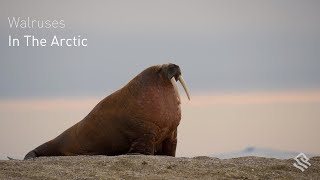 Walruses in the Arctic [upl. by Nerfe617]