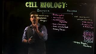 Archaea vs Bacteria [upl. by Elephus458]