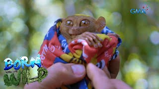 Born to be Wild Tarsier the world’s quotsecond smallest primatequot [upl. by Ramaj]