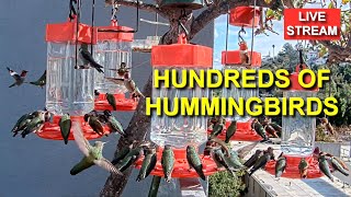 Live Hummingbird Feeder Cam Bird Feeder Simi Valley California [upl. by Ahsatel655]