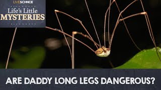 Are Daddy Long Legs Really the Most Venomous Spiders In the World [upl. by Mariya]