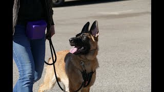 Max  5 month old Malinois x German Shepherd Puppy  4 Weeks Residential Dog Training [upl. by Carolynne]