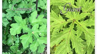 Nasty plant sap can cause burns a comparison of common hogweed and giant hogweed [upl. by Lletram851]