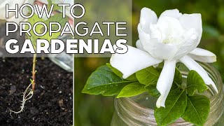 Propagating Gardenia  The Easy Method [upl. by Richey90]