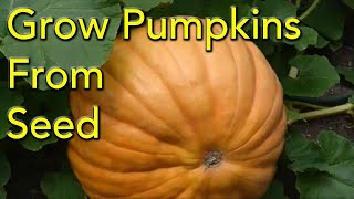 How to Grow Pumpkins From Seed  Step By Step [upl. by Garwood]