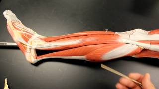 MUSCULAR SYSTEM ANATOMY Lateral leg region muscles model description Somso [upl. by Godliman758]