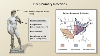 An Overview of Fungal Infections Fungal Infections  Lesson 2 [upl. by Dibbell]