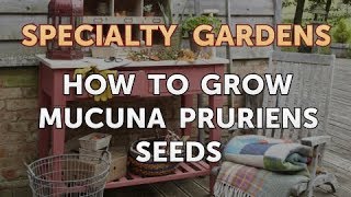 How to Grow Mucuna Pruriens Seeds [upl. by Meurer]