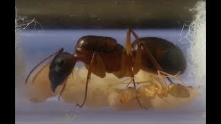 How long does it take to rear an ant colony starting from the queen a timeline Camponotus irritans [upl. by Lavoie]