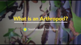 What is an Arthropod [upl. by Meir]