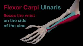 Arm Muscles 29 Flexor Carpi Ulnaris [upl. by Yahsed]