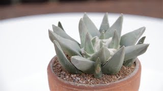 Ariocarpus retusus [upl. by Netsrejk]