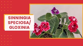 How to grow Florists Gloxinia  Sinningia Speciosa I The Practical Gardener [upl. by Litch426]