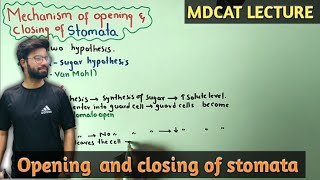 Mechanisms Of Opening and closing of stomata  NMDCAT 2021 [upl. by Koppel]