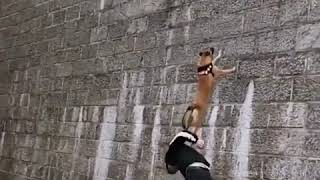 Wow “Super Skilled Belgian Malinois Dogs Trained To Climb Walls” [upl. by Nealson888]