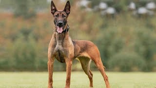 10 Facts About Belgian Malinois That You Dont Know [upl. by Ardien]