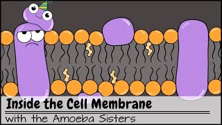 Inside the Cell Membrane [upl. by Hanni]