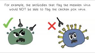 Antigens amp Antibodies [upl. by Eilyw]