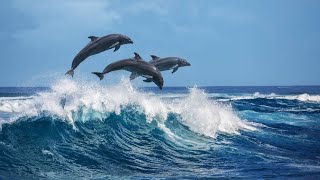 Dolphins Swimming and Jumping with Boat [upl. by Debarath412]