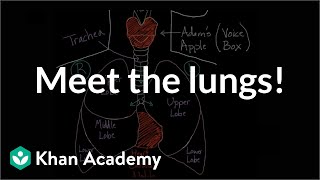 Meet the lungs  Respiratory system physiology  NCLEXRN  Khan Academy [upl. by Nivlad]