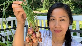 Harvesting Shallots Drying amp Storing Tips [upl. by Anatlus776]