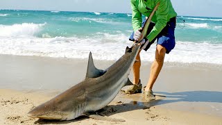 Catching Sharks from the Beach amp How it Started [upl. by Eixam]