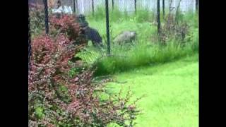 Buru babirusa amp Okapis  Zoo Antwerp [upl. by Fontes]