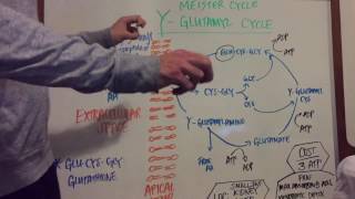 Gamma Glutamyl Pathway Explained [upl. by Rowen]