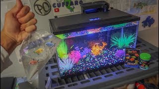 BUYING NEW GLOFISH for AQUARIUM [upl. by Vickie]