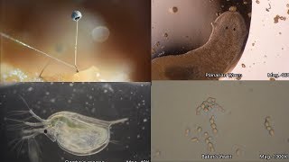 The Amazing Microscopic World [upl. by Daht25]