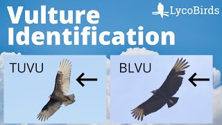 Turkey Vulture vs Black Vulture  Raptor Identification Birding [upl. by Zakarias]