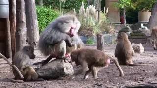 Dierenpark Amersfoort zoo [upl. by Leunamnauj356]