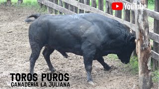 Llegada de los toros puros a la Ganadería La Juliana de los Hnos Cumplido Mendoza [upl. by Namyl14]