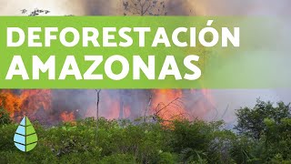 DEFORESTACIÓN DEL AMAZONAS en 2019 [upl. by Vaas]