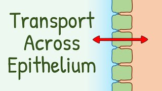 Transport Across Epithelium [upl. by Eaj]