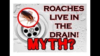 COCKROACHES LIVE IN THE DRAIN  Myth May  Ep 23 [upl. by Long]