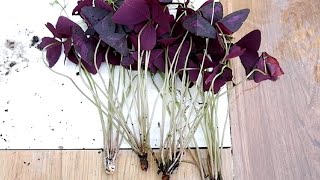 How to Divide and Propagate Oxalis Triangularis  Care Tips Purple Shamrock [upl. by Lalitta]