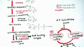 Glycogenesis [upl. by Simona]