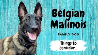 Belgian Malinois Family Dog  Things to Consider [upl. by Louanna]