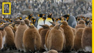 Go Inside an Antarctic City of 400000 King Penguins — Ep 4  Wildlife Resurrection Island [upl. by Cleary]