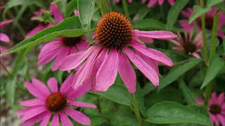 echinacea purpurea [upl. by Naasar]