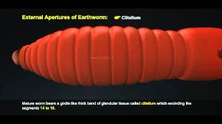 1 Morphology of Earthworm 512 1 [upl. by Evatsug]