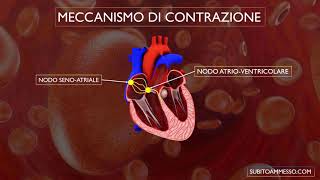 Cuore Arterie Vene il circolo sanguigno [upl. by Nicoli]