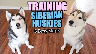 How To Train A Siberian Husky  5 Easy Steps [upl. by Lorien26]