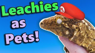 Leachianus Geckos Fun Facts and Care Tips [upl. by Ritchie129]